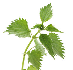 Branch of nettle.
