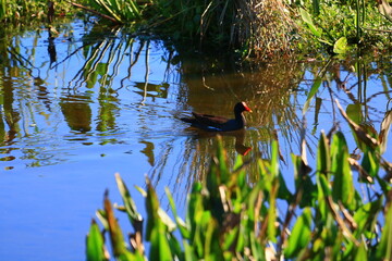 gallinule