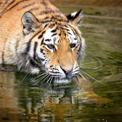 Fototapeta na wymiar Siberian tiger in water