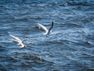 Fototapeta na wymiar three seagulls (Larus ridibundus) flying over river water. waves on the water