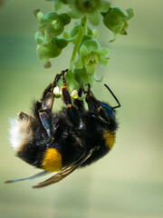 bumblebee collects nectar on a flower currant. Bumblebee on a flower of a currant
