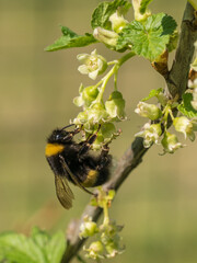 bumblebee collects nectar on a flower currant. Bumblebee on a flower of a currant