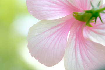 Back view of Pink hibiscus flower blooming  on blurred green nature background . Selective and soft focus image