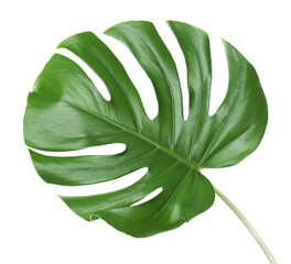 Monstera leaf, isolated on white © Africa Studio