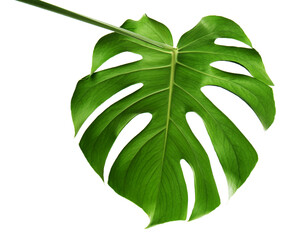 Monstera leaf, isolated on white