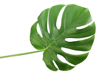Monstera leaf, isolated on white