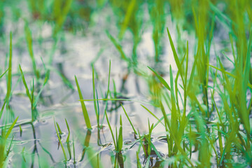 Macro image on grass flower field with water drop.