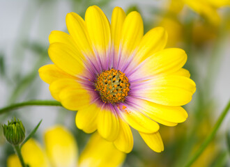 Macro of a yellow osteospermum flower