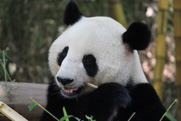 Obraz premium A cute giant panda in China