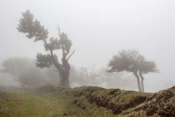 Bäume im Nebeleigen Feenwald, Mystische Landschaft