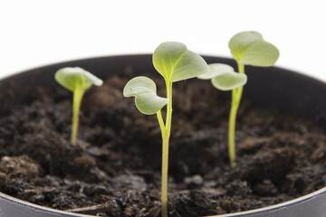 Red radish seedling, ecological planting concept