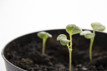 Red radish seedling, ecological planting concept