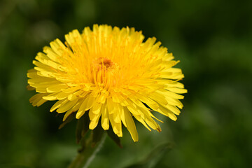 Alone bright yellow dandelion on a background of blurred grass