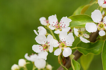 White Apple blossoms on a branch closeup on green blurry background