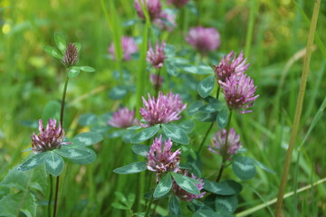 Wiese mit blühendem Klee