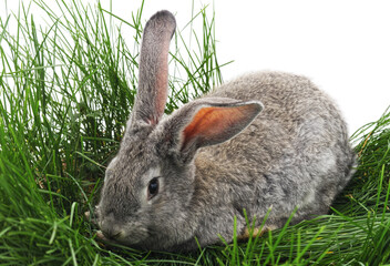 Grey rabbit.