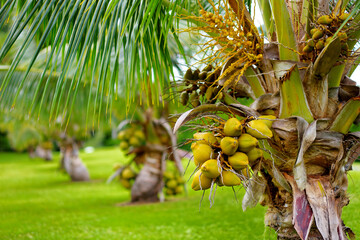 A bunch of cononuts ripening on a dwarf coconut tree on the Big Island of Hawaii