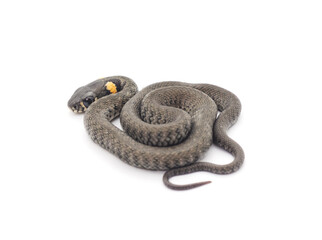 Small reptile.