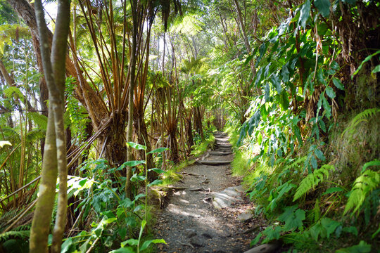 Kilauea Iki trail in Volcanoes National Park in Big Island of Hawaii