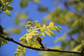 Blüten einer Edeleberesche 
