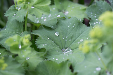 leafy dew drops