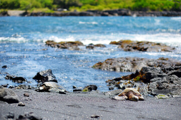 Hawaiian green turtles relaxing at Punaluu Black Sand Beach on the Big Island of Hawaii