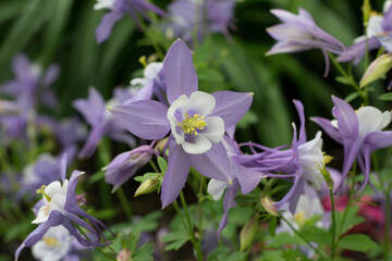 purple star flower