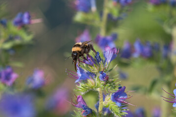 calabrone su un fiore