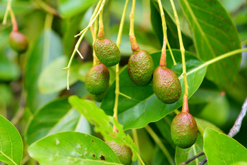 Bunch of fresh avocados ripening on an avocado tree branch