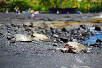 Hawaiian green turtles relaxing at Punaluu Black Sand Beach on the Big Island of Hawaii