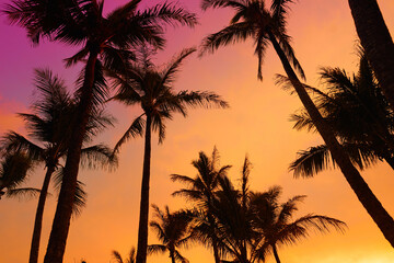 Obraz premium Palm trees silhouette on sunset tropical beach on Hawaii