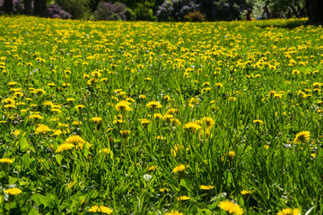 Fototapeta premium Beautiful landscape with dandelions on the meadow