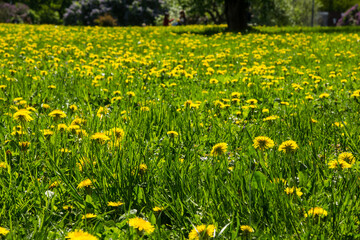Beautiful landscape with dandelions on the meadow