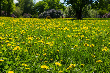 Beautiful landscape with dandelions on the meadow
