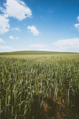 Spring wheat field landscape