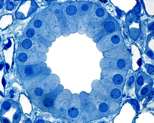 Kidney. Collecting duct