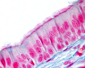 Respiratory epithelium