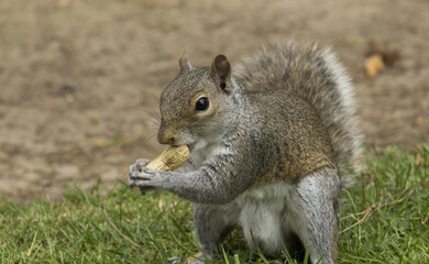 Naklejka na ściany i meble Squirrel in wildlife. Closeup portrait in day time, England