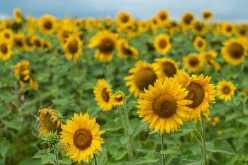 Field with sunflowers against a background of a blue sky.