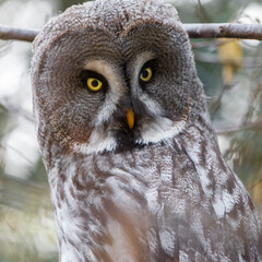 Raufußkauz (Aegolius funereus) Eule