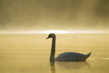 Swan  in the mist on the lake in the morning