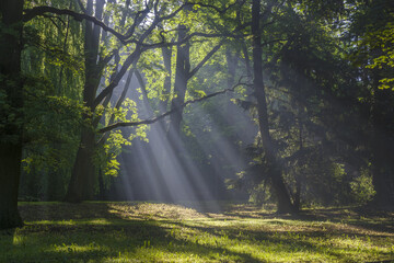 Panorama of spring park in a sunny and sunny morning