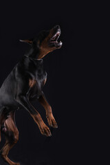 Black dog,Doberman attack