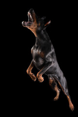 Doberman, black dog is attacking and jumping.