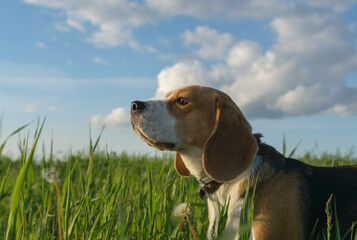 Beagle on a walk in a green field in summer evening