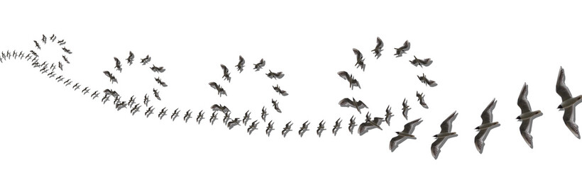 Elegant Montages Show the Beauty of Birds in Flight. Many Birds Circling, on a White Background. Panoramic Image For Skinali