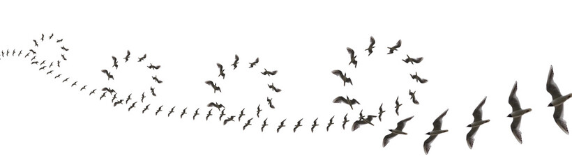 Fototapeta na wymiar Elegant Montages Show the Beauty of Birds in Flight. Many Birds Circling, on a White Background. Panoramic Image For Skinali