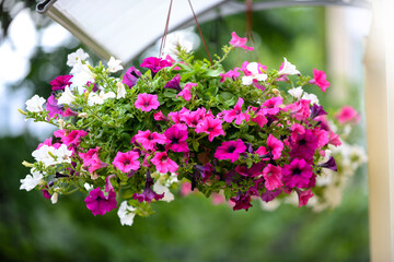 Hanging Flowers Pot Containing on The Roof.  Pink and White Petunias