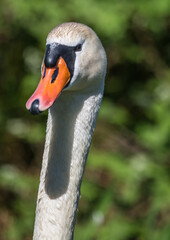 Adult mute swan on a pond in the district of Buechenbach of the city of Erlangen