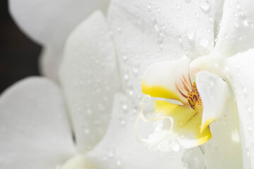 white and yellow orchid closeup